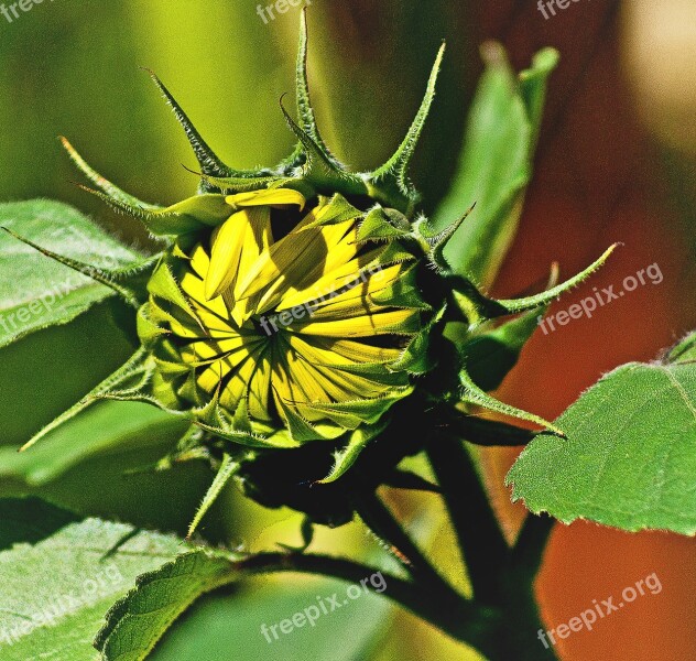 Sunflower Young Collapsed Blooming Small