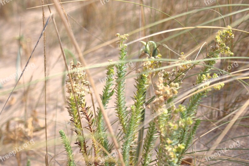 Nature Marsh Dune Barbate Natural Park Cadiz