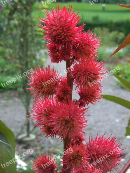 Blossom Bloom Castor Oil Plant Flower Red