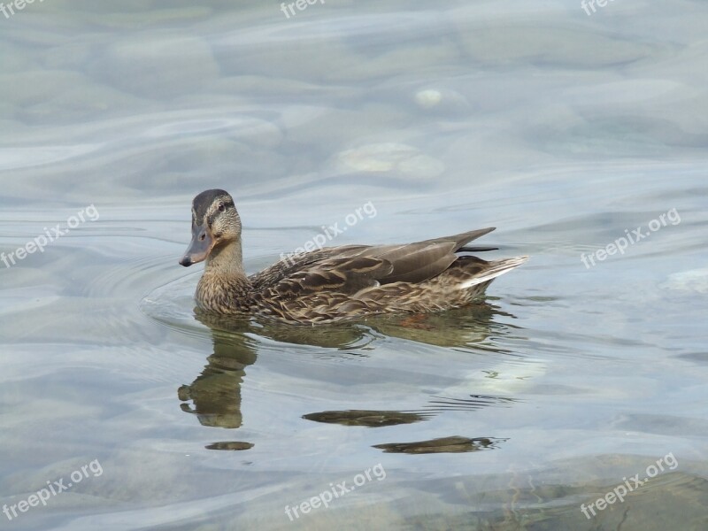 Duck Water Bird Duck Bird Water Free Photos