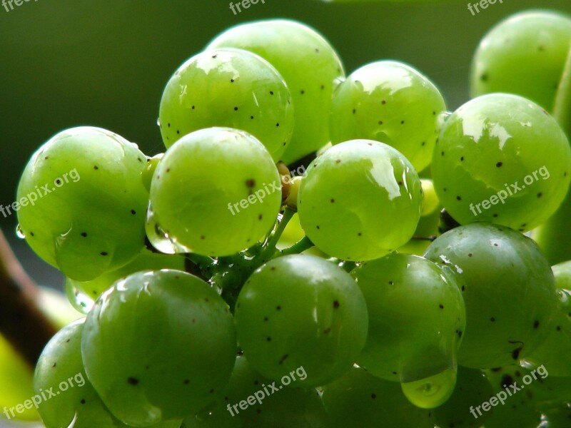 Grapes Vine Wine Green Winegrowing