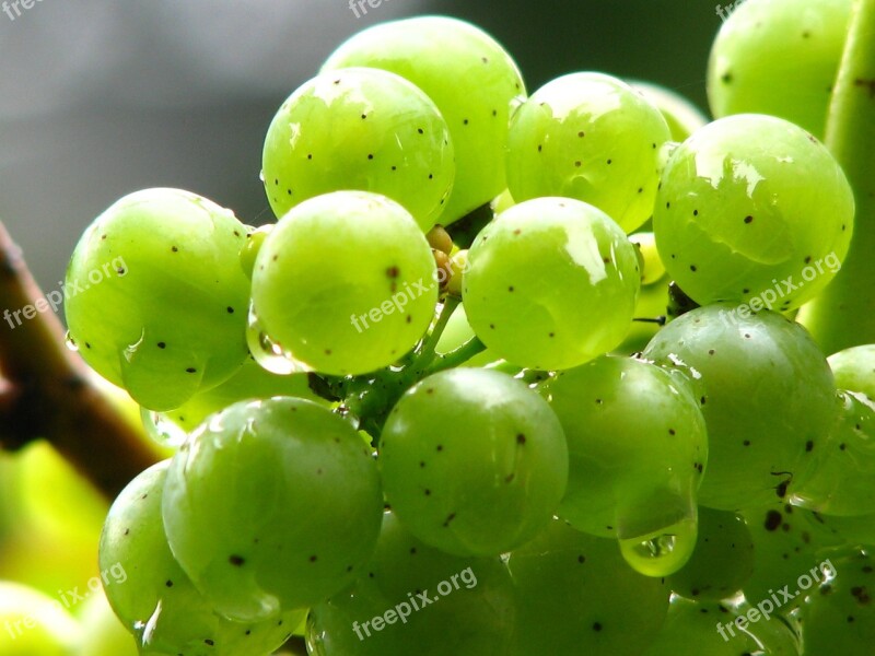 Grapes Vine Wine Green Winegrowing