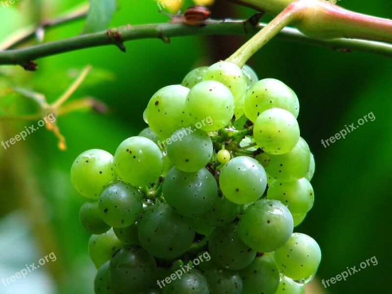 Wine Grape Vine Grapes Winegrowing