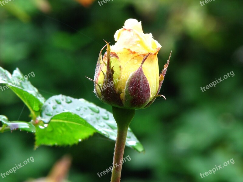 Rose Yellow Blossom Bloom Flower