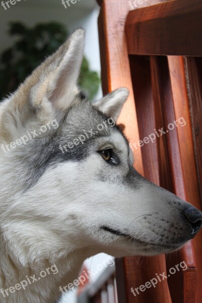 Wolf Husky Animal Pet Siberian