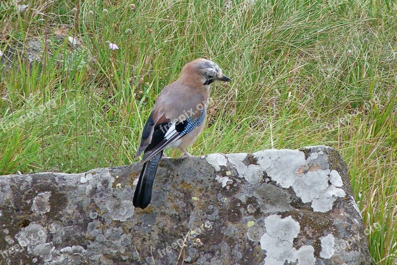 Jay Animals Bird Nature Rest