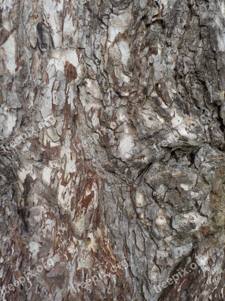 Tree Nature Bark Free Photos