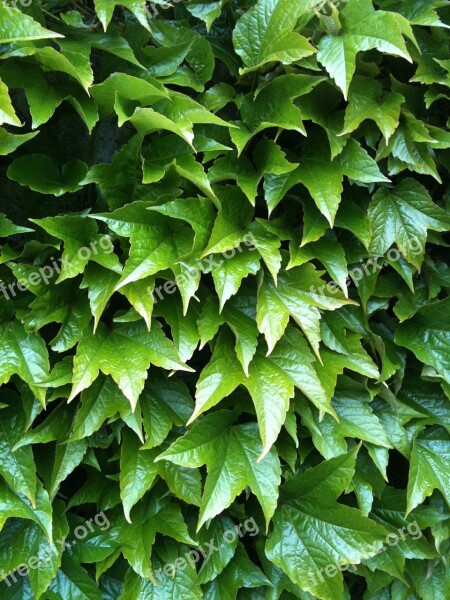 Green Vine Leaves Background Growing