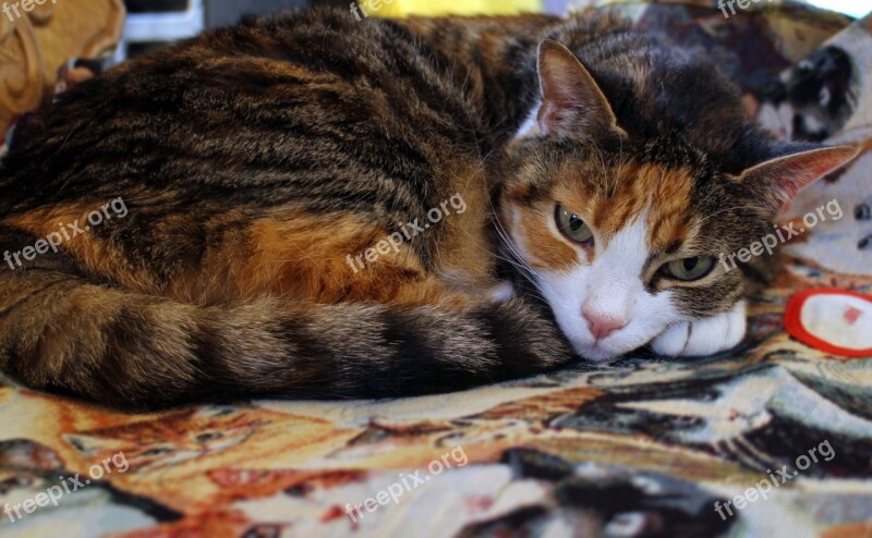 Cat Domestic Cat Cat's Eyes Sleep Rest