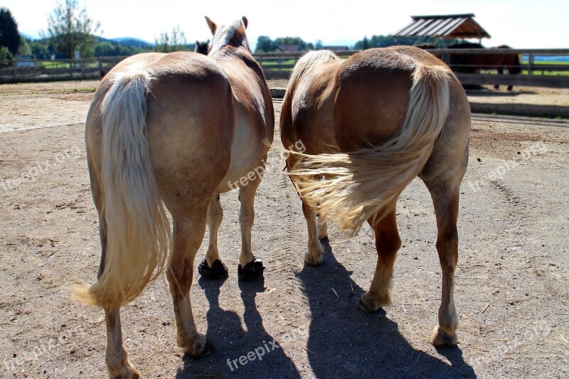 Horses Together Pair For Two Connectedness