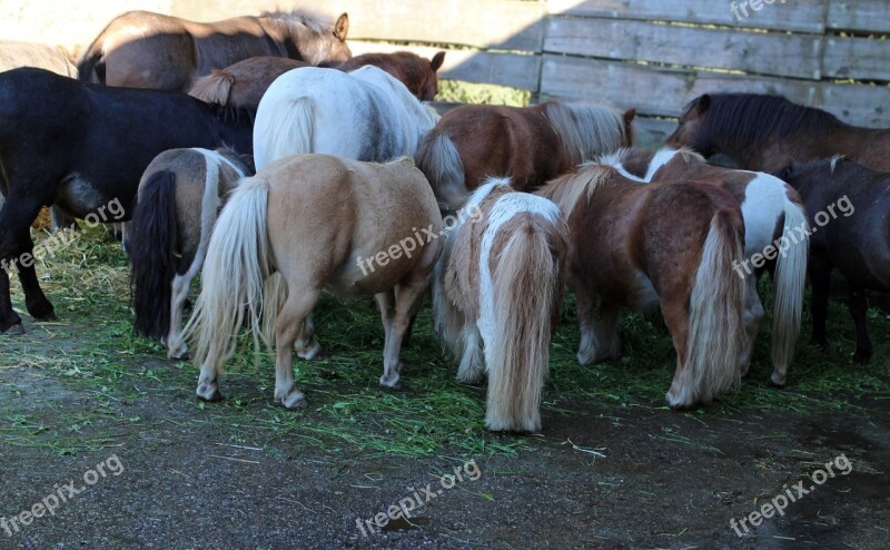 Horse Ponies Together Connectedness Group