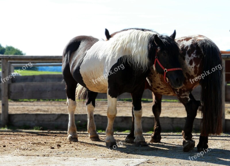 Horse Pony Together Pair For Two