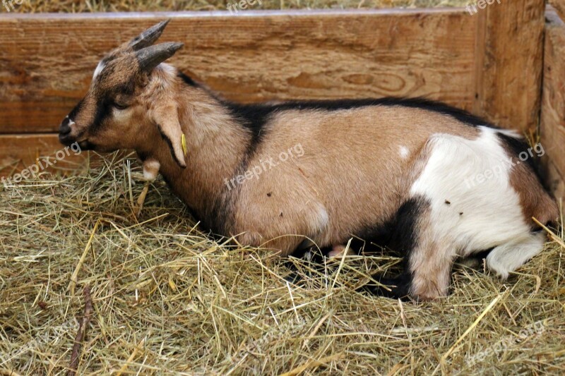 Goat Domestic Goat Stall Hay Livestock