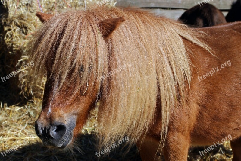 Horse Pony Head Horse Head Portrait