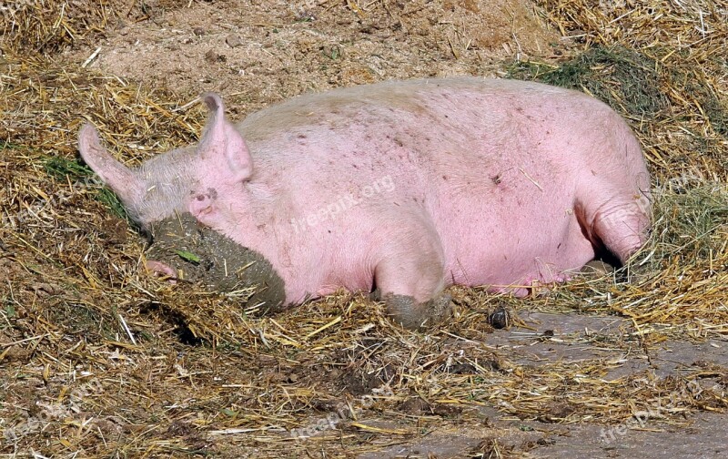 Pig Sow Mammal Domestic Pig Livestock