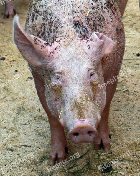 Pig Sow Mammal Domestic Pig Livestock