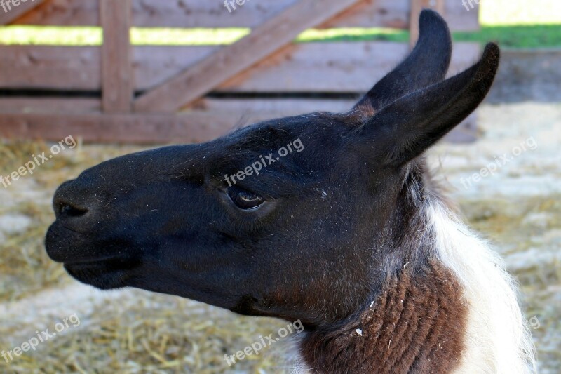 Lama Lama Head Head Mammal Face