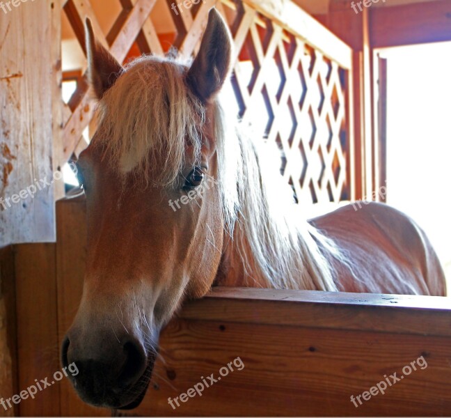 Horse Pony Head Horse Head Portrait