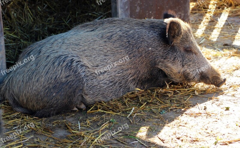 Boar Pig Sow Mammal Lying