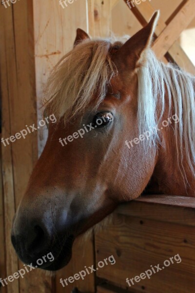 Horse Pony Head Horse Head Portrait