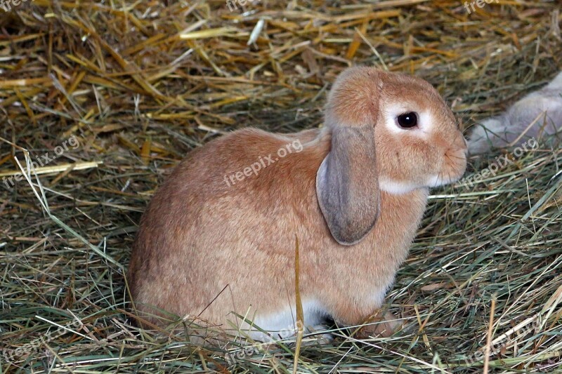 Rabbit Hare Pet Hay Animal