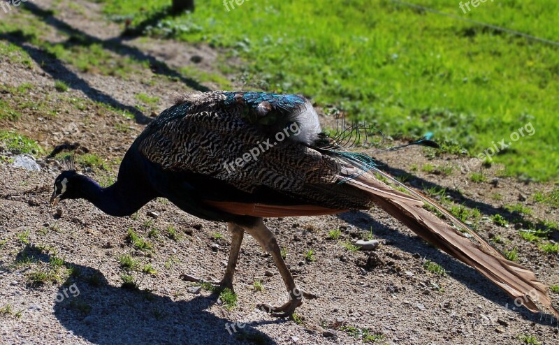 Bird Peacock Animal Eating Species