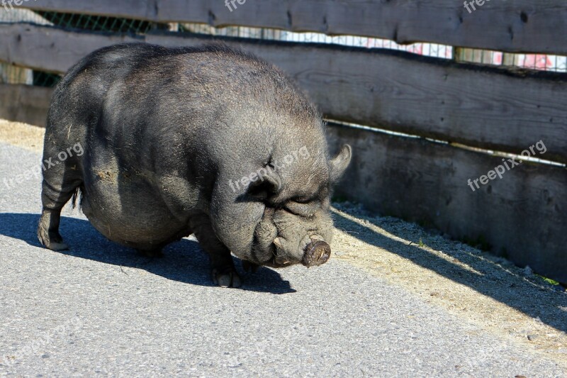 Pot Bellied Pig Pig Sow Thick Animal