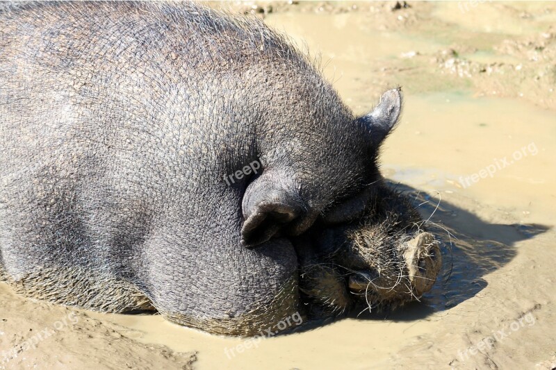 Pot Bellied Pig Pig Dozing Thick Relaxed