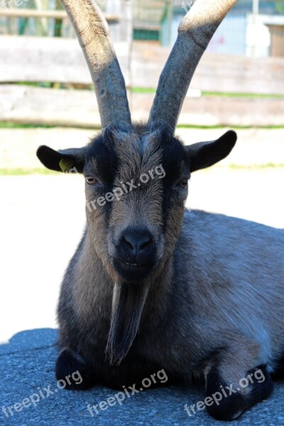 Billy Goat Goat Animal Horned Livestock