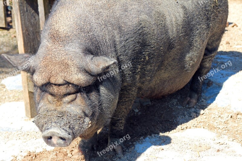 Pot Bellied Pig Pig Sow Thick Animal