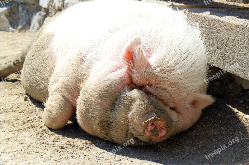 Pot Bellied Pig Pig Dozing Thick Relaxed