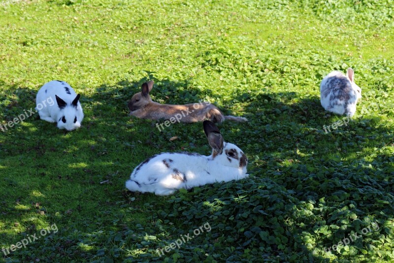 Rabbit Group Meadow Grass Concerns