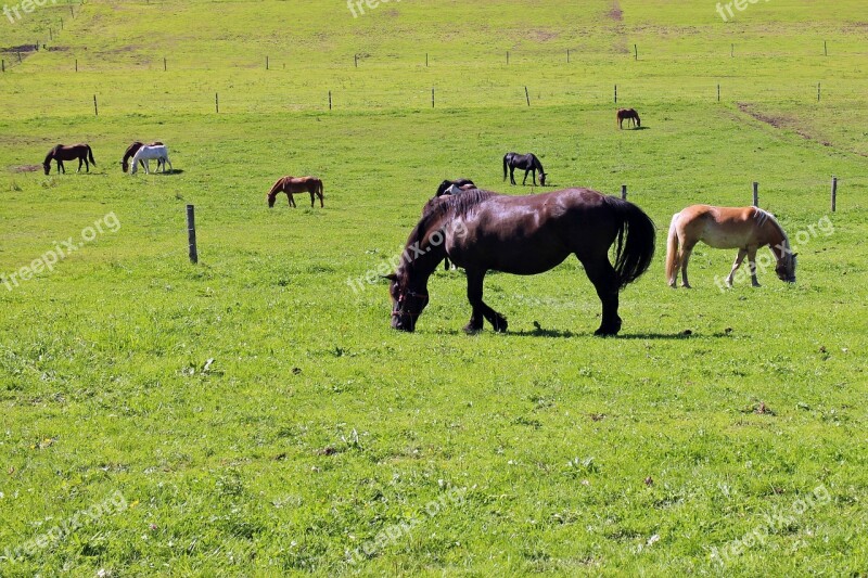 Pasture Horses Horse Pasture Coupling Nature