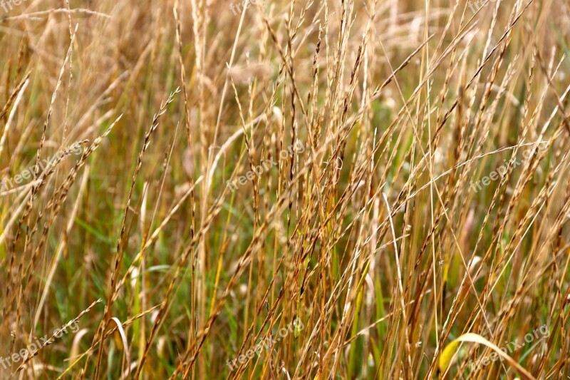 Grass Weeds Extended Border Free Photos