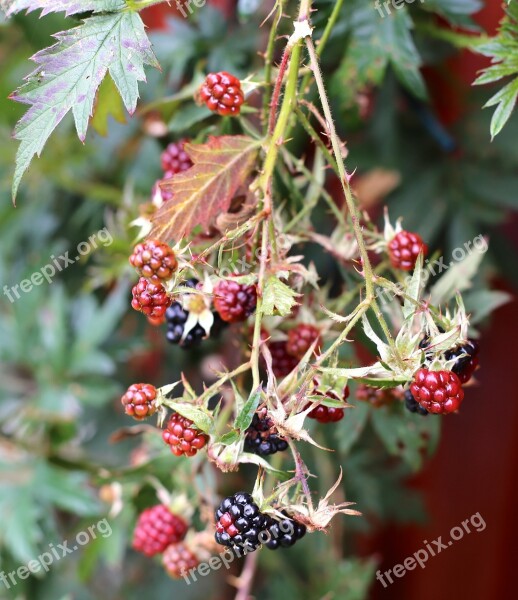 Blackberry Black Berries Autumn Free Photos