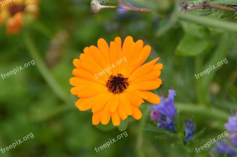 Marigold Flower Garden Blossom Bloom