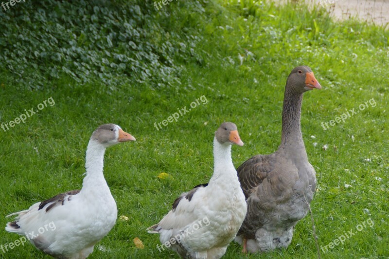 Geese Poultry Bird Free Photos