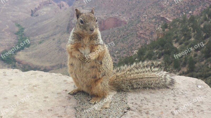 Nature Squirrel Animal Mammal Chipmunk