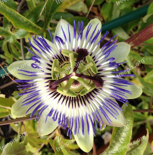 Passionflower Flower Summer Free Photos