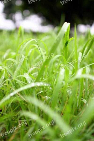 Nature Grass Raindrops Free Photos