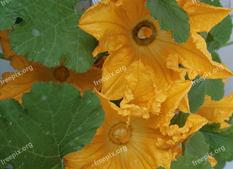 Blossom Bloom Zucchini Yellow Green