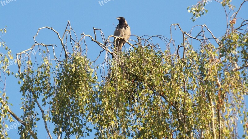 Raven Bird Birch Tree Free Photos