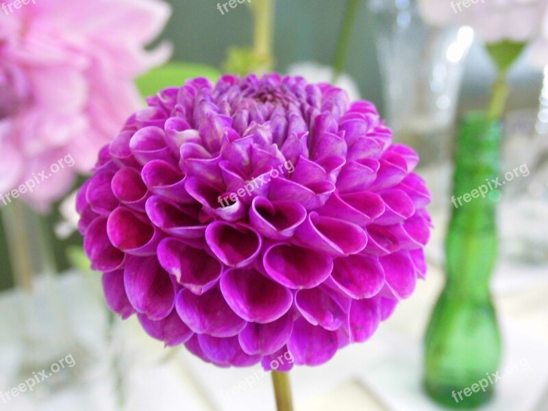 Dahlia Purple Flower Beautiful Blossom