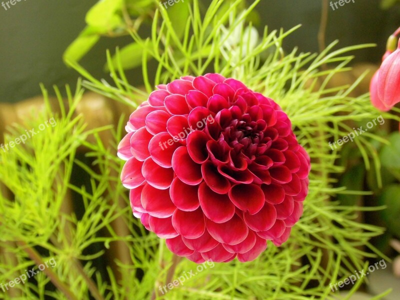 Dahlia Red Petal Beauty Flower