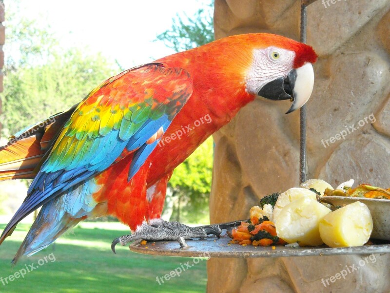 Parrot Ave Animals Color Free Photos