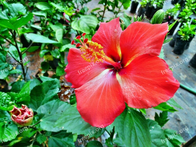 Red Color Hibiscus Rosa-sinensis Flower