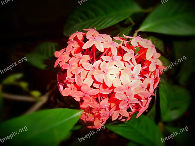 Ixora Flower Nature Beautiful Blossom