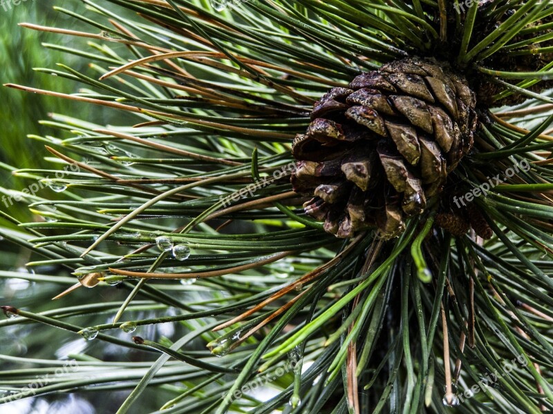 Pine Plant Cone Nature Free Photos