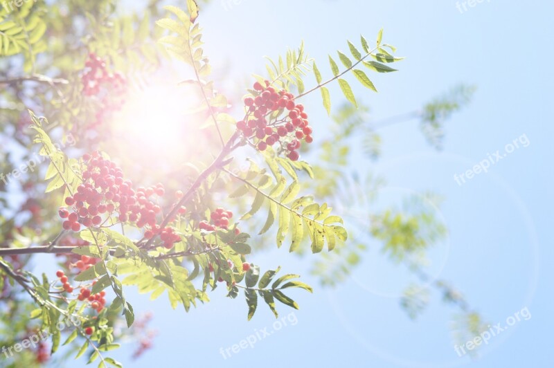 Rowan Berry Sun Tree Sky