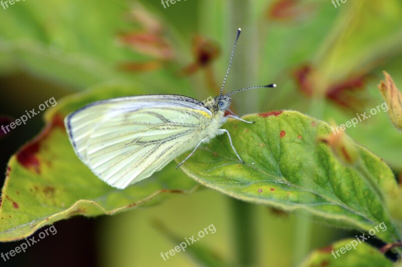 Cabbage White Butterfly White Bug Insect